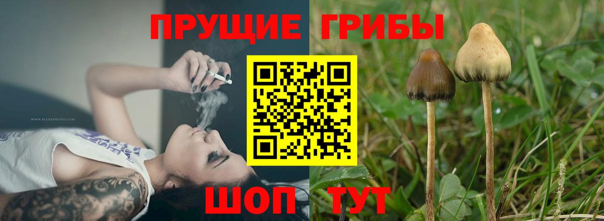 Шатура  Галлюциногенные грибы Psilocybe  Вход с VPN 